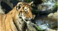 Deelname Tiger Challenge